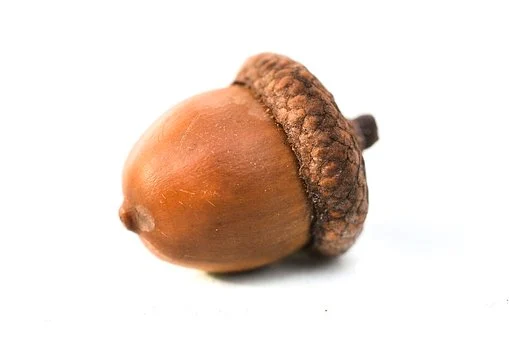 A picture of an acorn